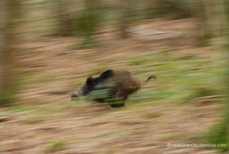 Sanglier