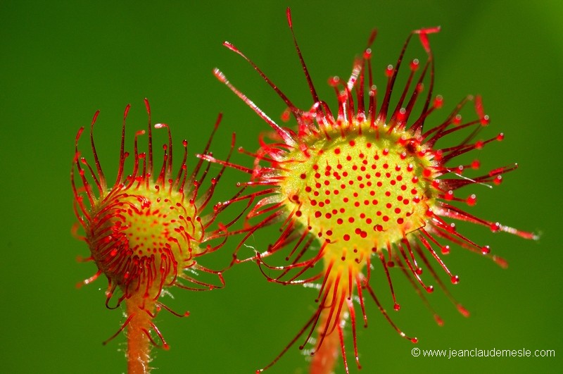 Drosera