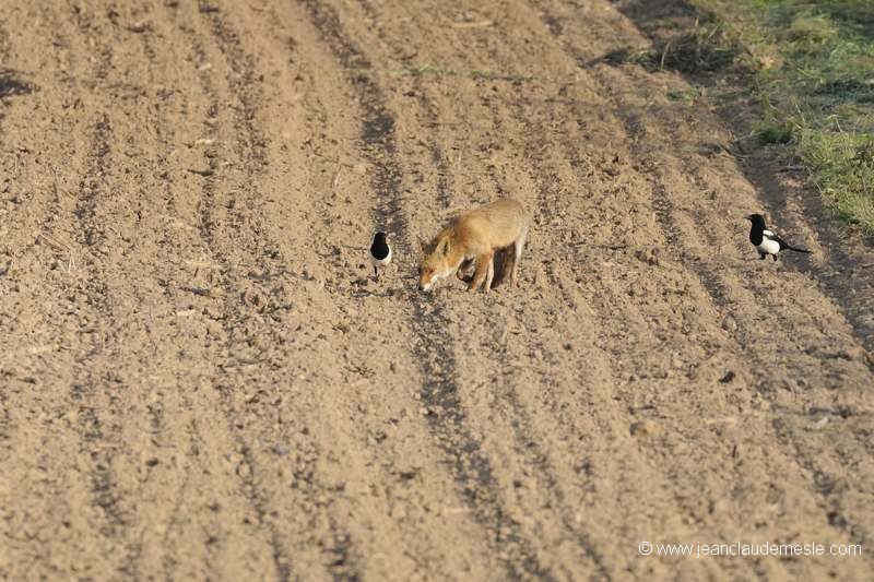 Renard roux