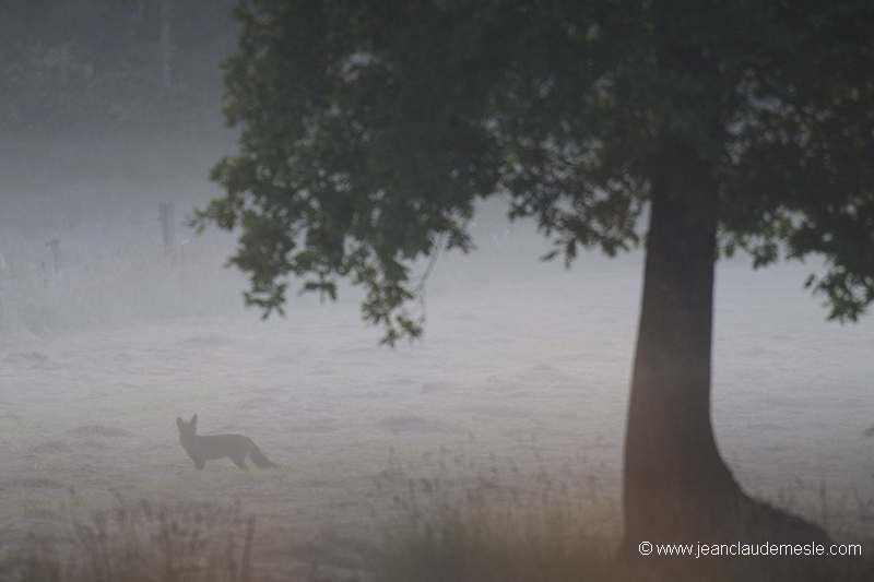 Renard roux