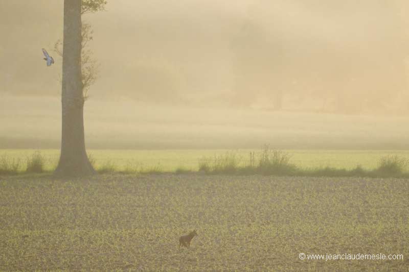 Renard roux