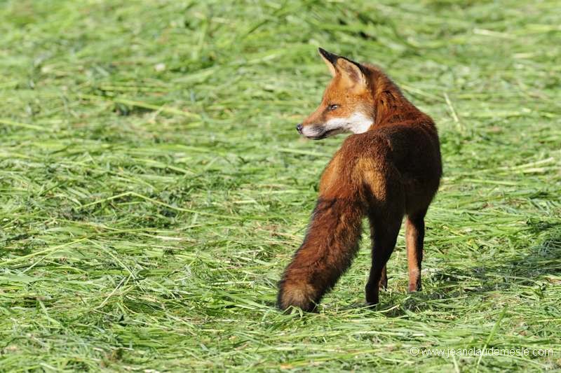 Renard roux