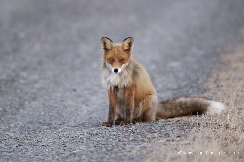 Renard roux