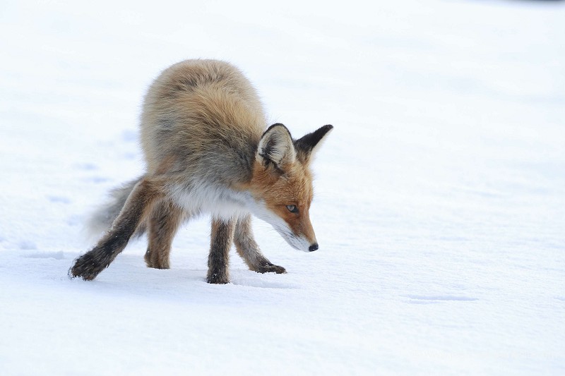 Renard roux