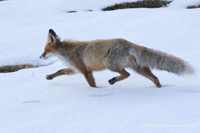 Renard roux