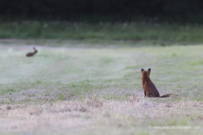 Renard roux