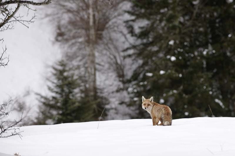 Renard roux