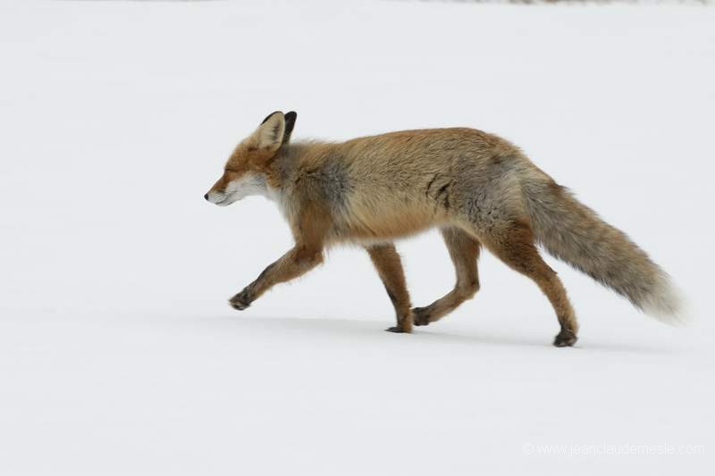 Renard roux