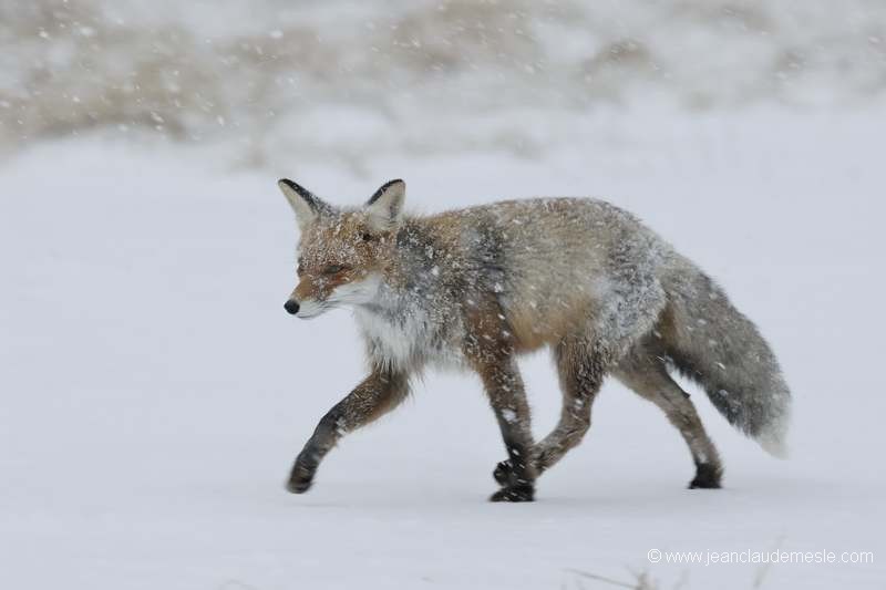 Renard roux