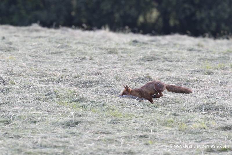 Renard roux