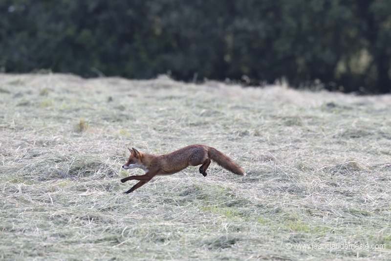 Renard roux