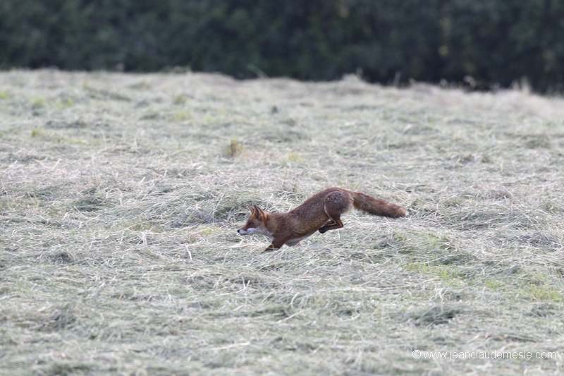 Renard roux