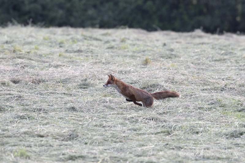 Renard roux