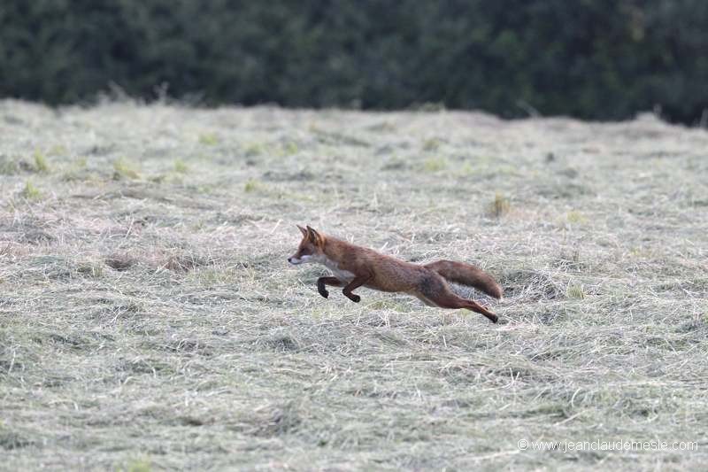 Renard roux
