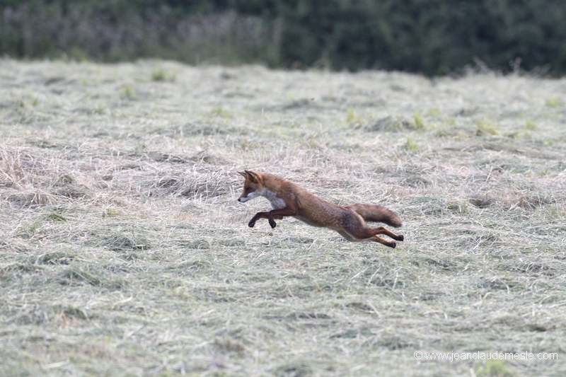 Renard roux