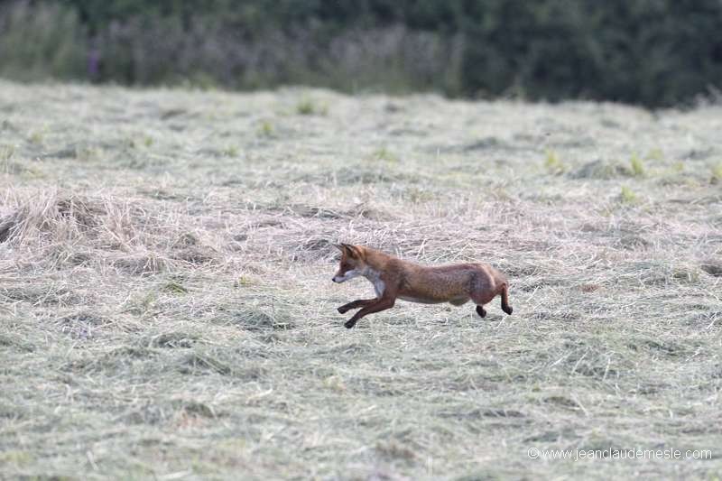 Renard roux