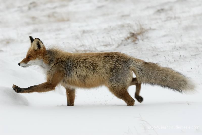 Renard roux