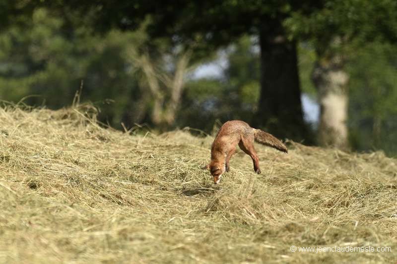 Renard roux