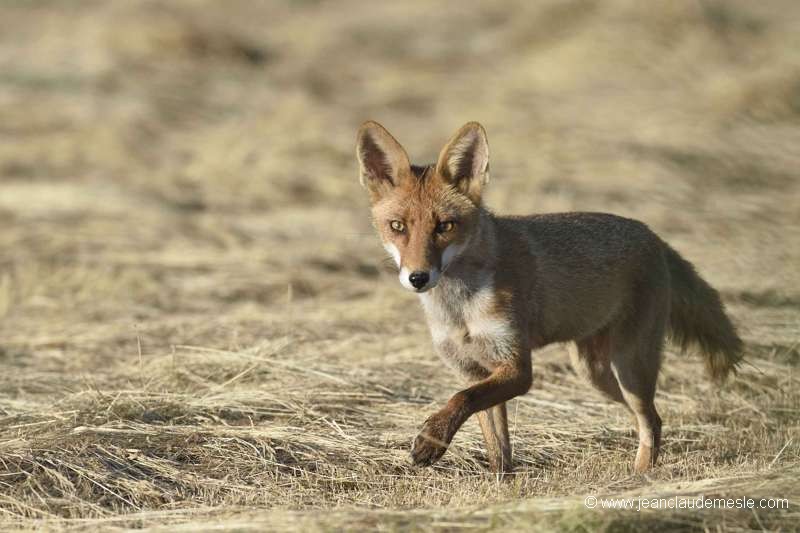 Renard roux
