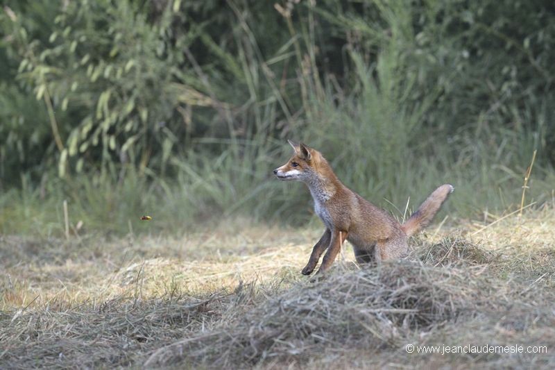 Renard roux