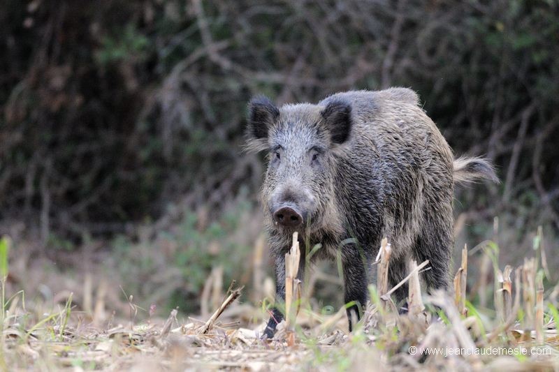 Sanglier