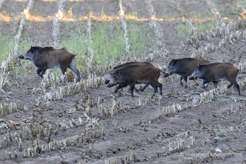 Sanglier
