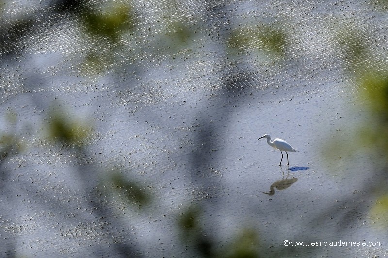 Aigrette garzette