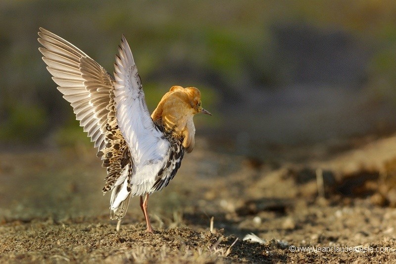 Combattant varié