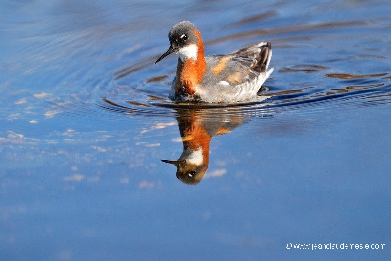 Phalarope à bec mince