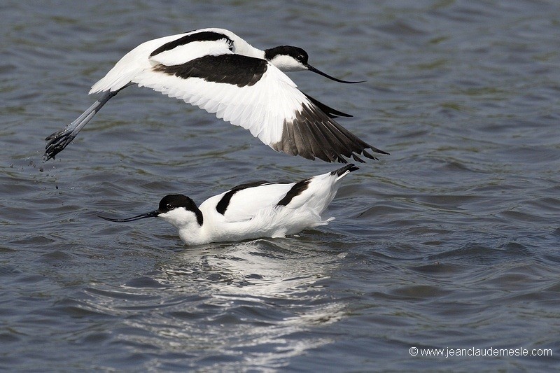 Avocette