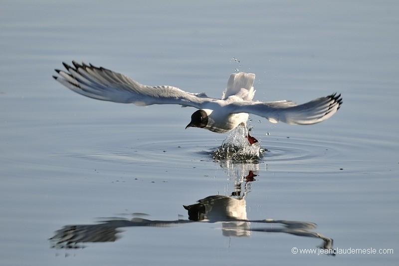 Mouette rieuse