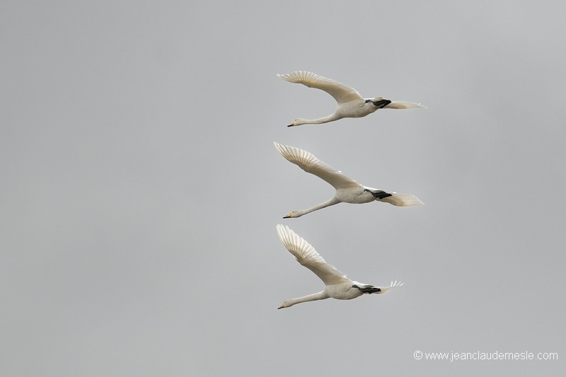 Cygne chanteur