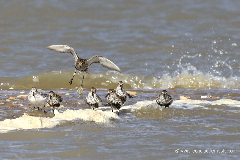 Bécasseau variable-Bécasseau sanderling