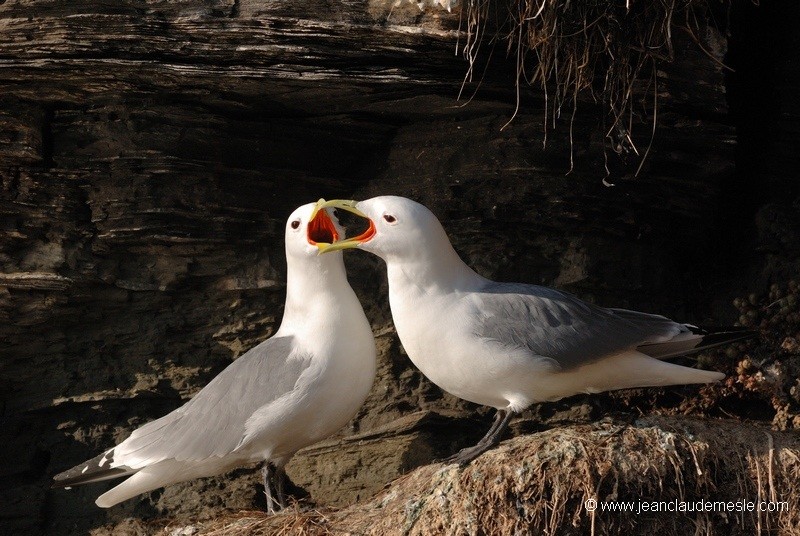 Mouette tridactyle