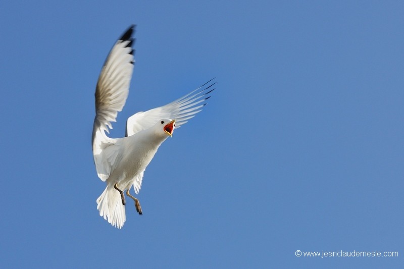 Mouette tridactyle