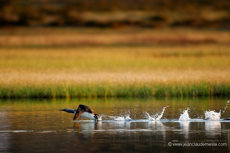 Plongeon catmarin