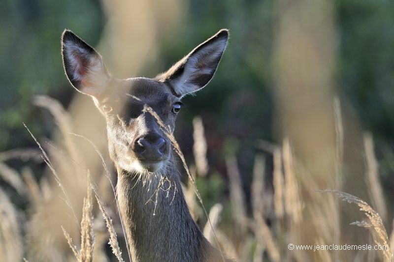 Biche