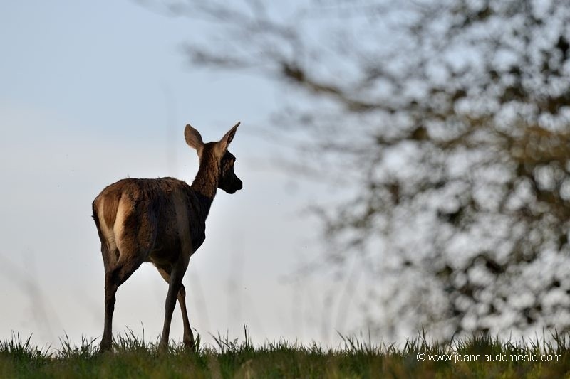 Biche