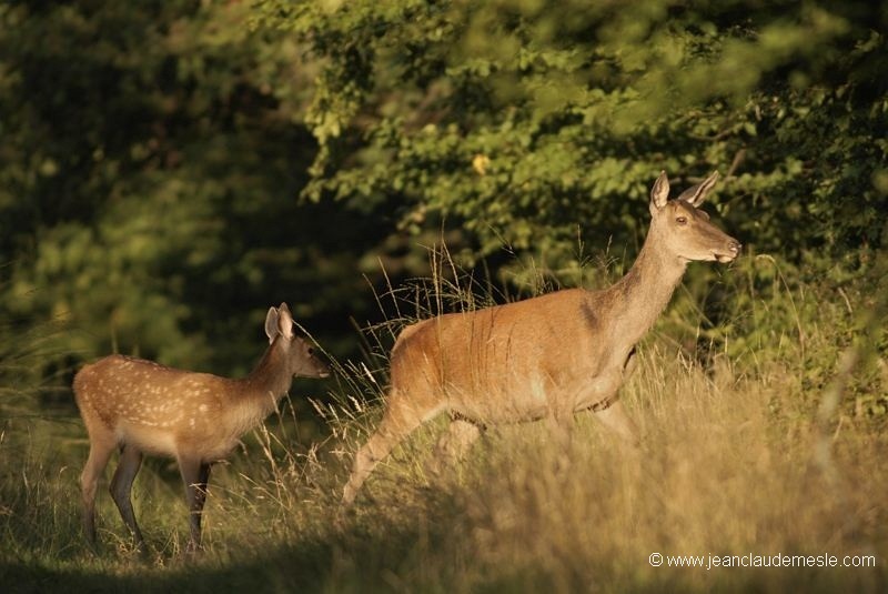 Biche et faon