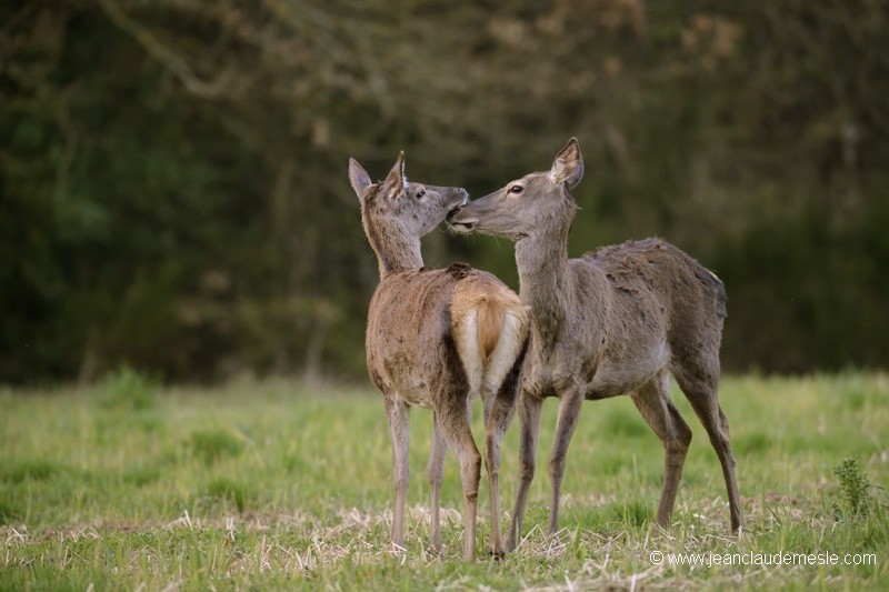 Biche et Bichette