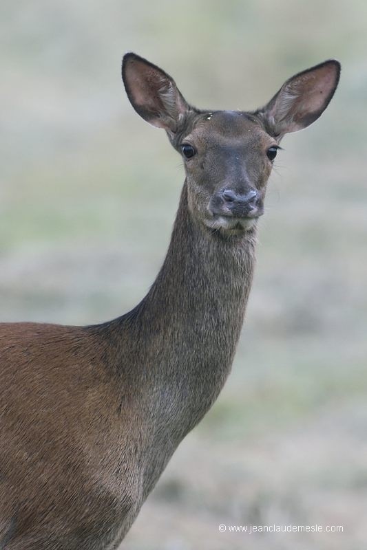 Biche