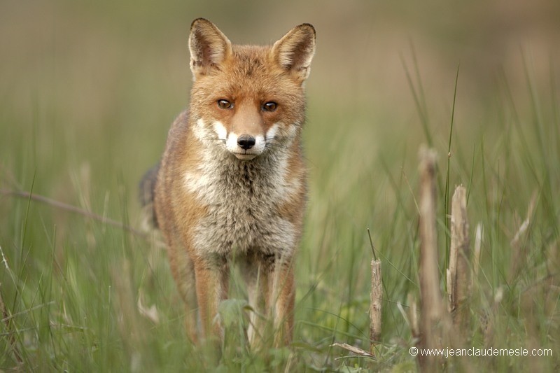 Renard roux