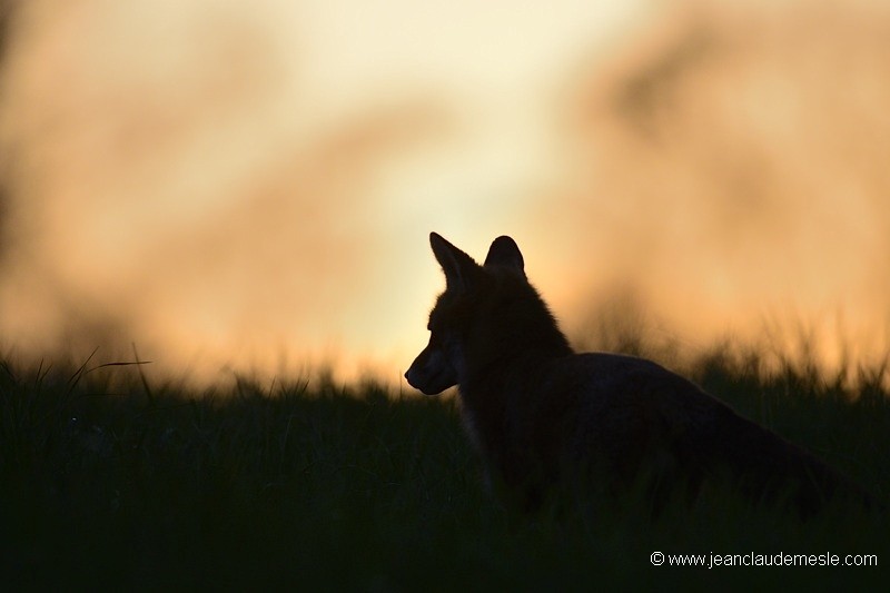 Renard roux