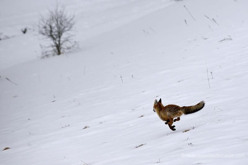 Renard roux