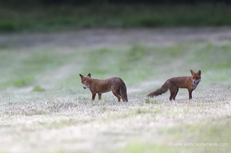 Renard roux
