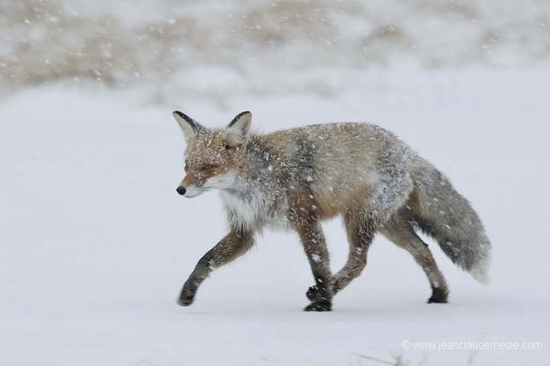 Renard roux