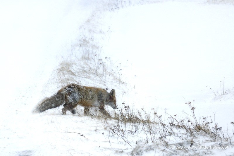 Renard roux