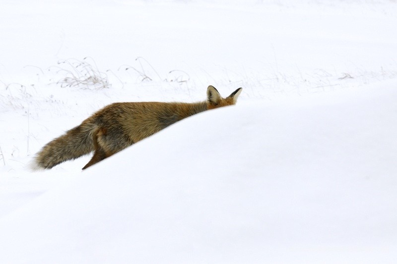 Renard roux