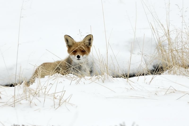 Renard roux