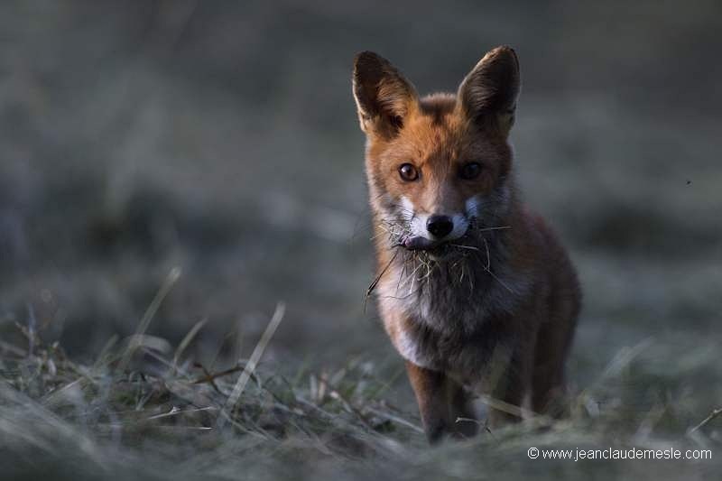 Renard roux